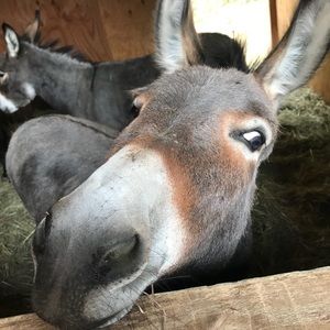 Meet your Posher, Abigail